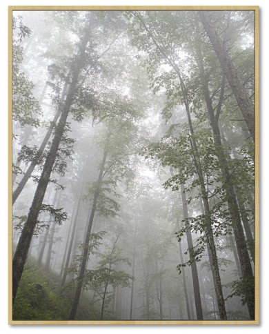 Energy Sistem Frame Speaker Forest