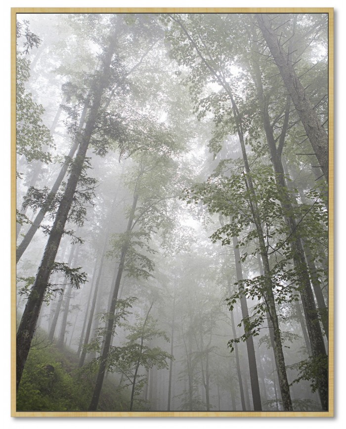 Energy Sistem Frame Speaker Forest