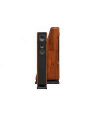 Chario Constellation Ursa Major ( Walnut )