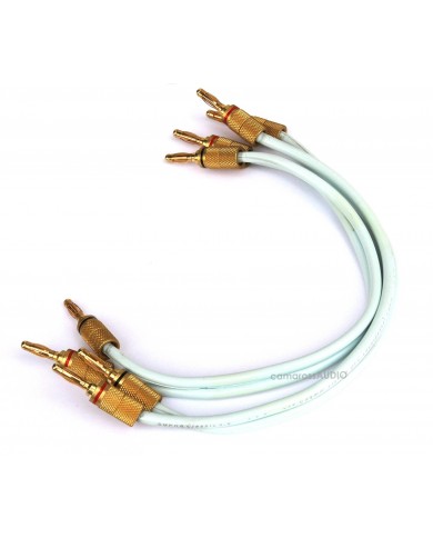 Chario Constellation Ursa Major ( Walnut )